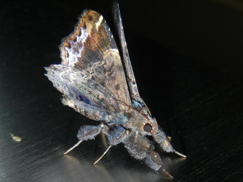 Lacera noctilio
