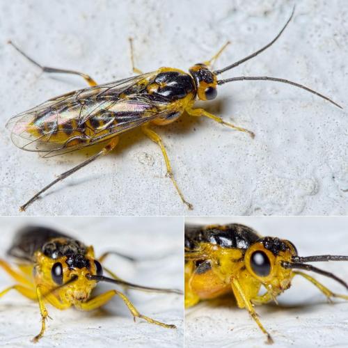 Réf. 135 763 : Euura tibialis