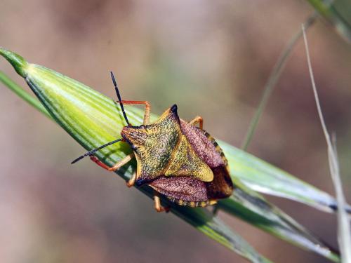 Carpocoris mediterraneus atlanticus
