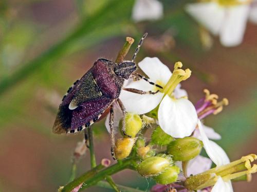 Dolycoris baccarum