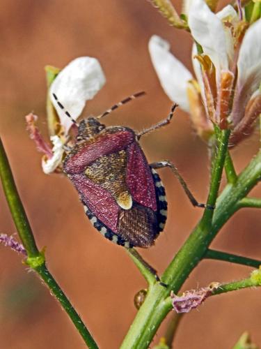 Réf. 135 213 : Dolycoris baccarum