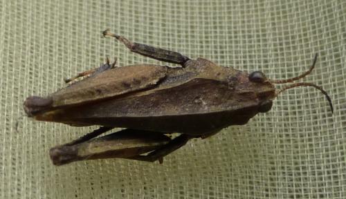 Réf. 135 041 : Tetrix undulata