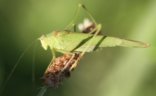 Phaneroptera nana