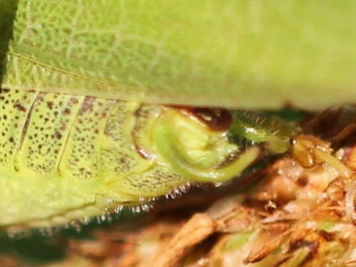 Phaneroptera nana