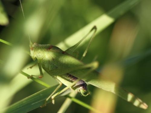 Phaneroptera nana