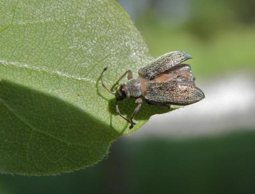 Réf. 135 128 : Phyllobius sp.