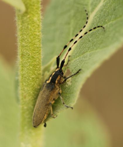 Réf. 135 175 : Agapanthia kirbyi
