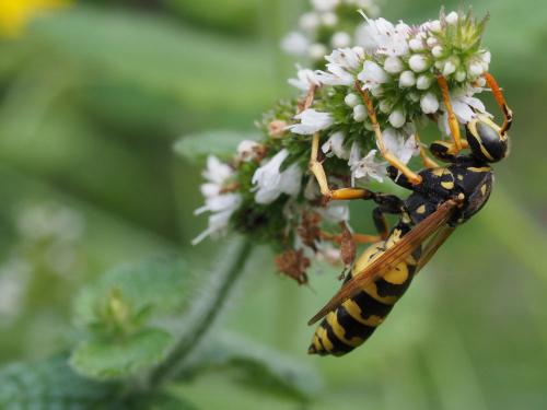 Polistes sp.