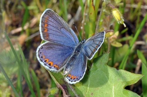 Réf. 135 531 : Plebejus argyrognomon