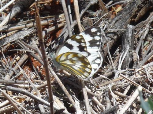 Réf. 135 265 : Pontia sp.