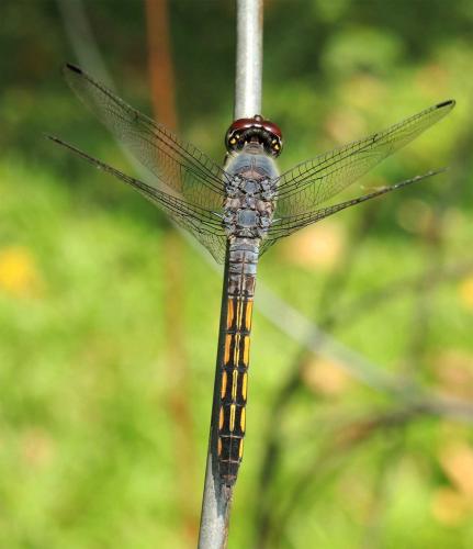 Potamarcha congener