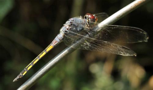 Potamarcha congener
