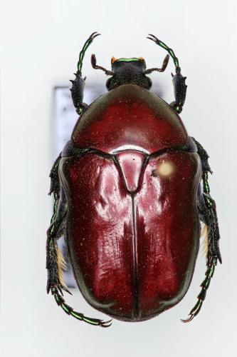 Réf. 135 542 : Potosia cuprea