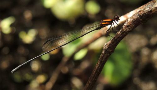 Réf. 135 554 : Prodasineura verticalis