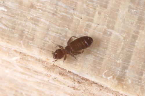 Liposcelis sp.