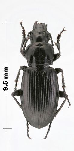 Réf. 135 823 : Pterostichus sp.