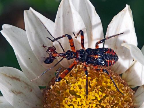 Rhynocoris sp.