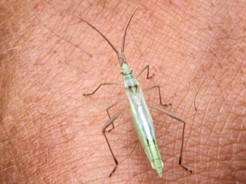 Chorosoma schillingii