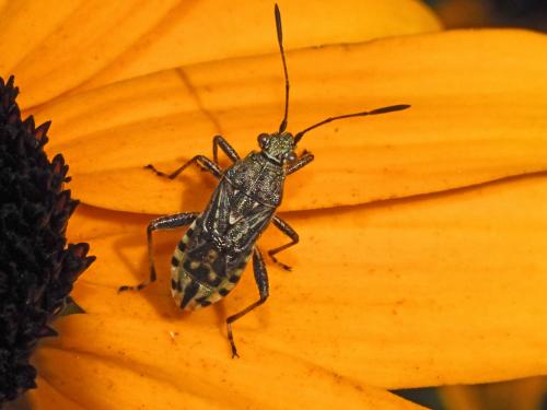 Stictopleurus punctatonervosus