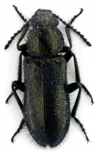 Dasytes sp.