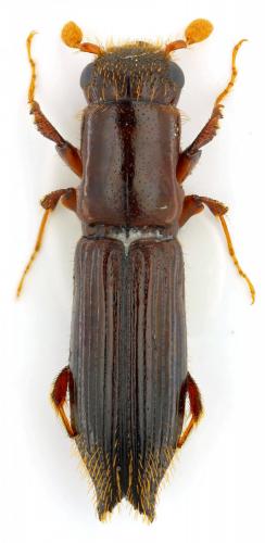 Réf. 135 257 : Treptoplatypus oxyurus