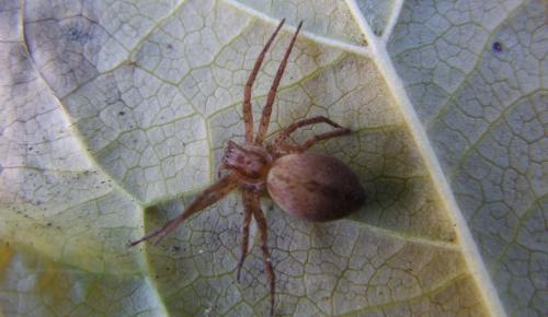 Anyphaena alboirrorata