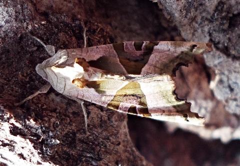 Réf. 135 981 : Phlogophora meticulosa