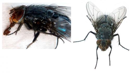 Calliphora vicina