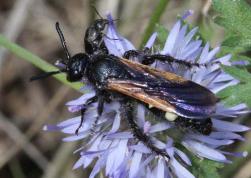 Scolia sexmaculata