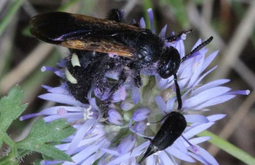 Scolia sexmaculata