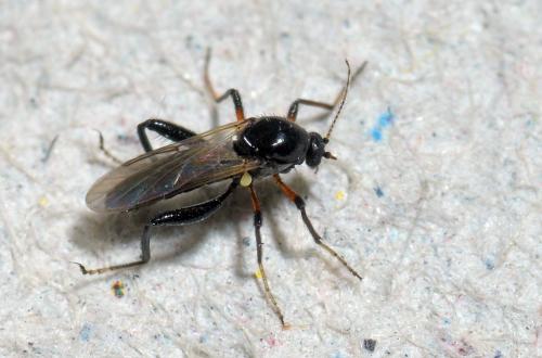 Serromyia sp.