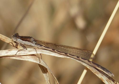 Sympecma fusca