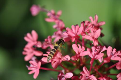 Sphaerophoria sp.