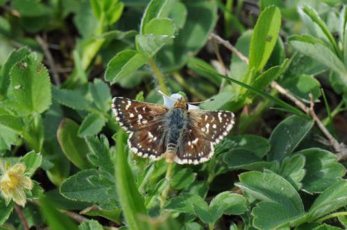 Spialia sertorius