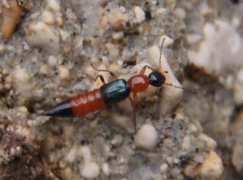 Réf. 135 852 : Paederus sp.