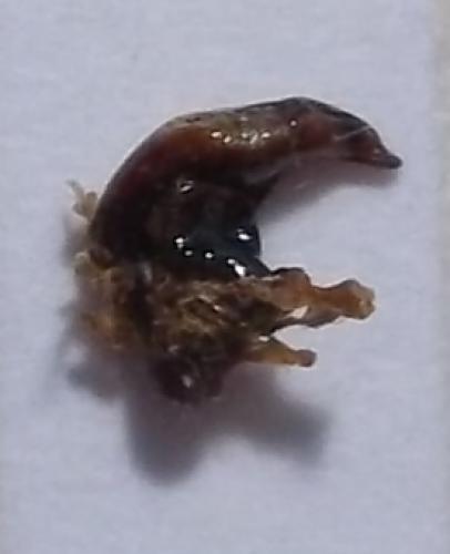 Pterostichus validus