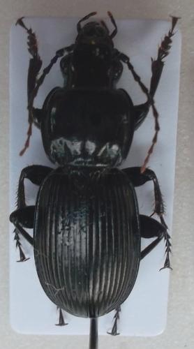 Pterostichus validus