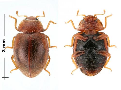 Rhyzobius litura