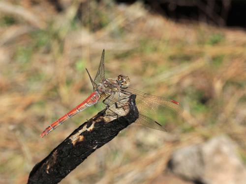 Sympetrum nigrifemur