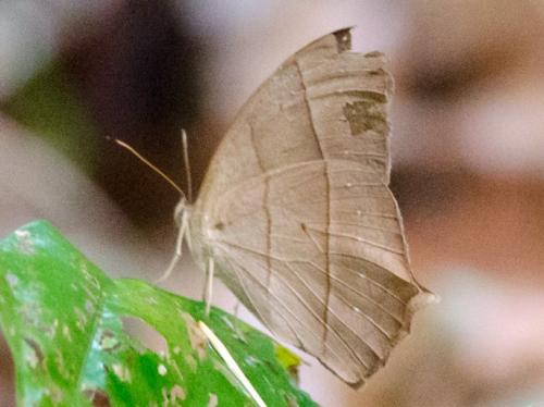 Taygetis acuta