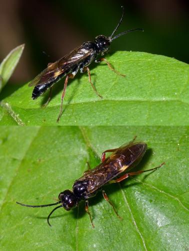 Emphytus melanarius