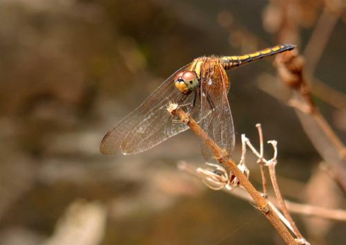 Trithemis aurora