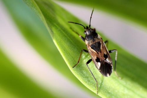 Rhyparochromus vulgaris