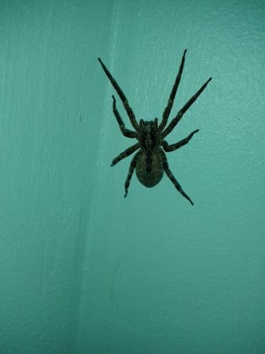Réf. 135 641 : Zoropsis spinimana