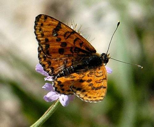 Melitaea didyma
