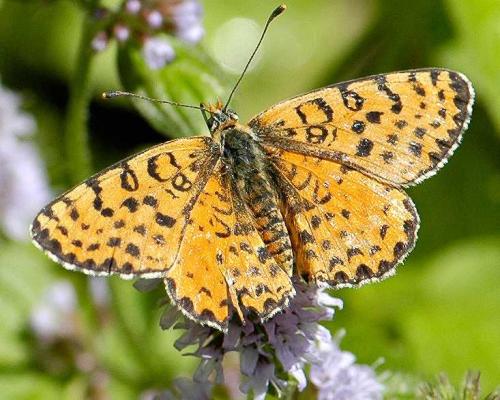 Réf. 135 826 : Melitaea didyma