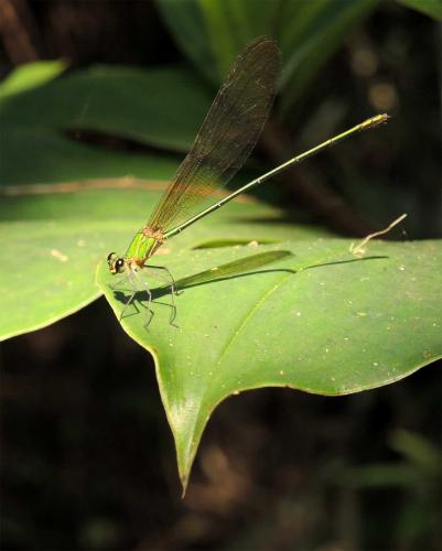 Vestalis gracilis