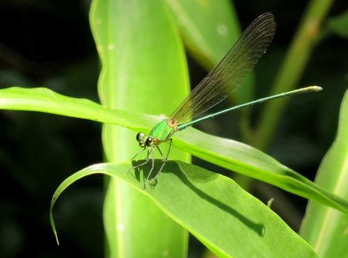 Vestalis gracilis