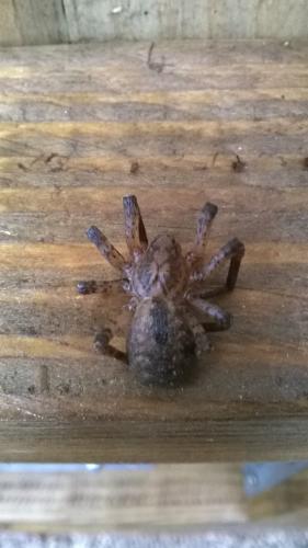 Zoropsis spinimana
