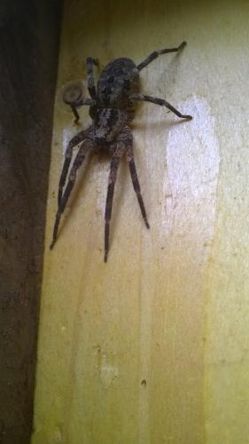 Zoropsis spinimana